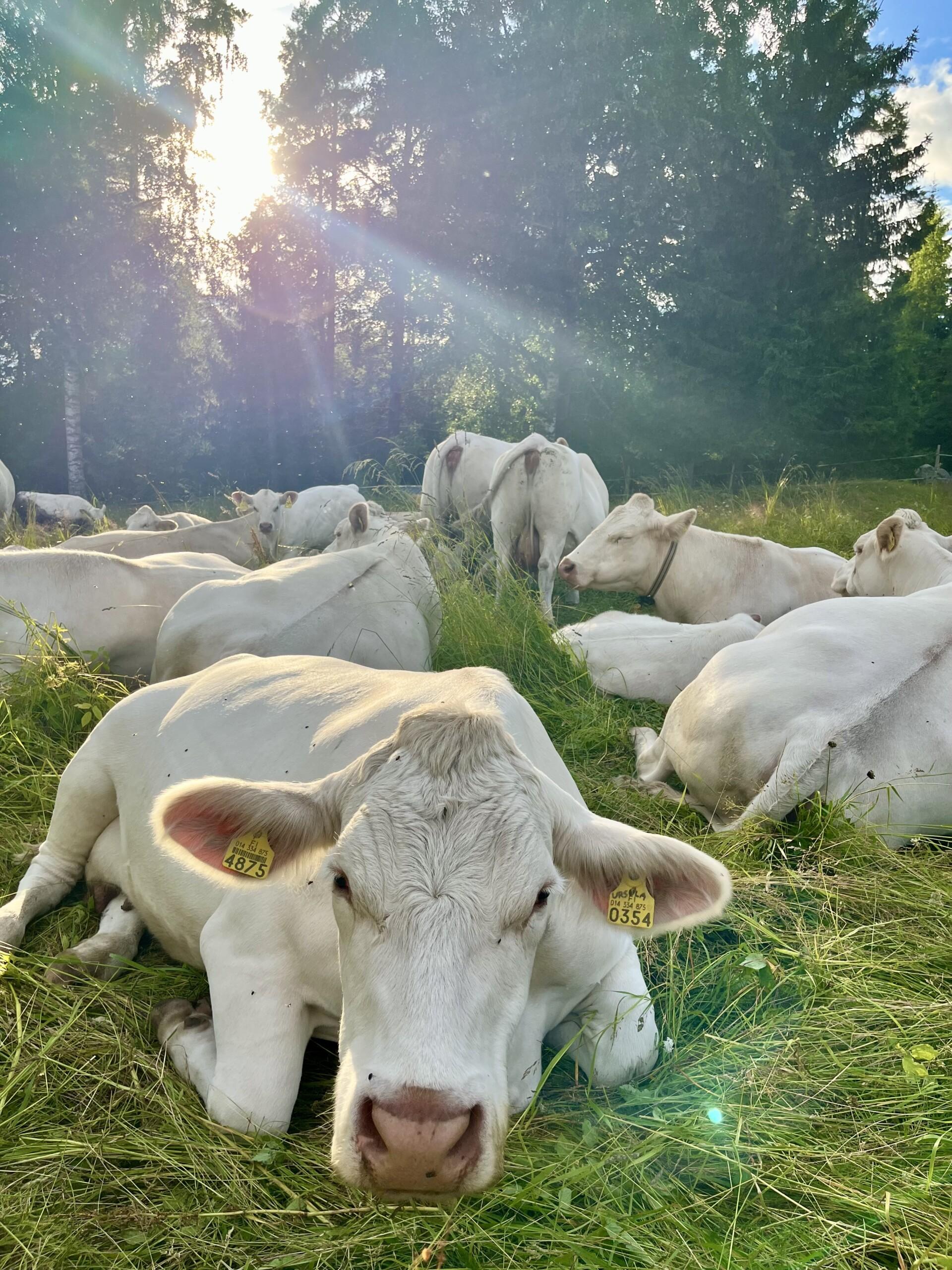Luomutila Siiriäinen